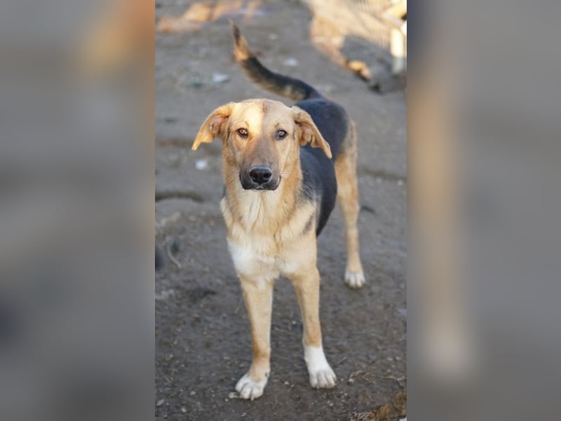 Ernesto, geb. ca. 01/2024, lebt in GRIECHENLAND, im städt. Tierheim Serres