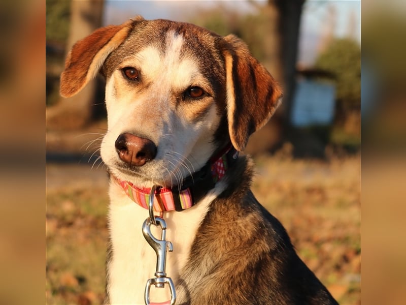 Portia, geb. ca. 06/2017, lebt auf einer Pflegestelle in 21220 Seevetal