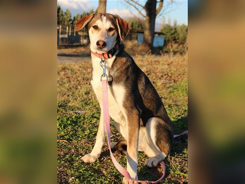 Portia, geb. ca. 06/2017, lebt auf einer Pflegestelle in 21220 Seevetal