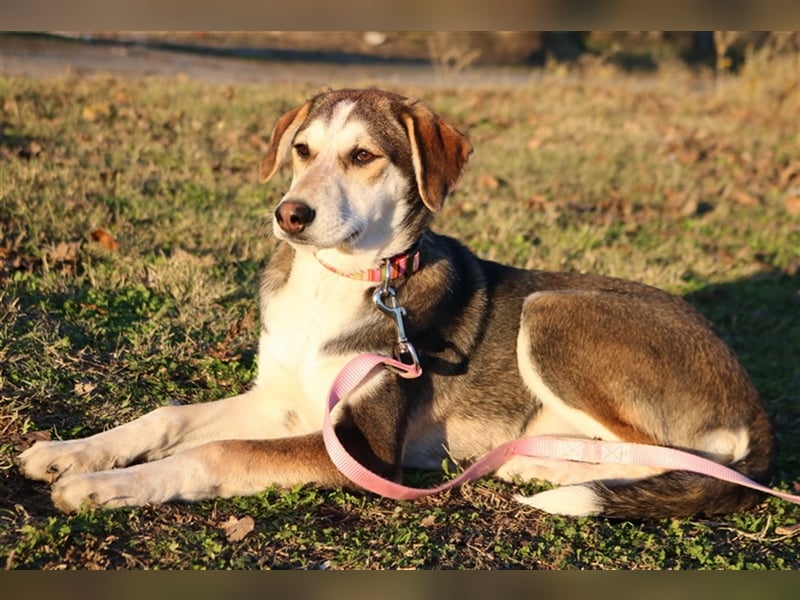 Portia, geb. ca. 06/2017, lebt auf einer Pflegestelle in 21220 Seevetal