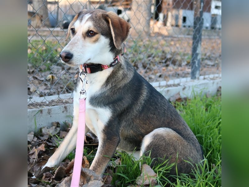 Portia, geb. ca. 06/2017, lebt auf einer Pflegestelle in 21220 Seevetal