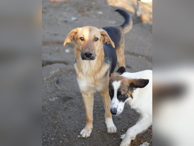 Ernesto, geb. ca. 01/2024, lebt in GRIECHENLAND, im städt. Tierheim Serres