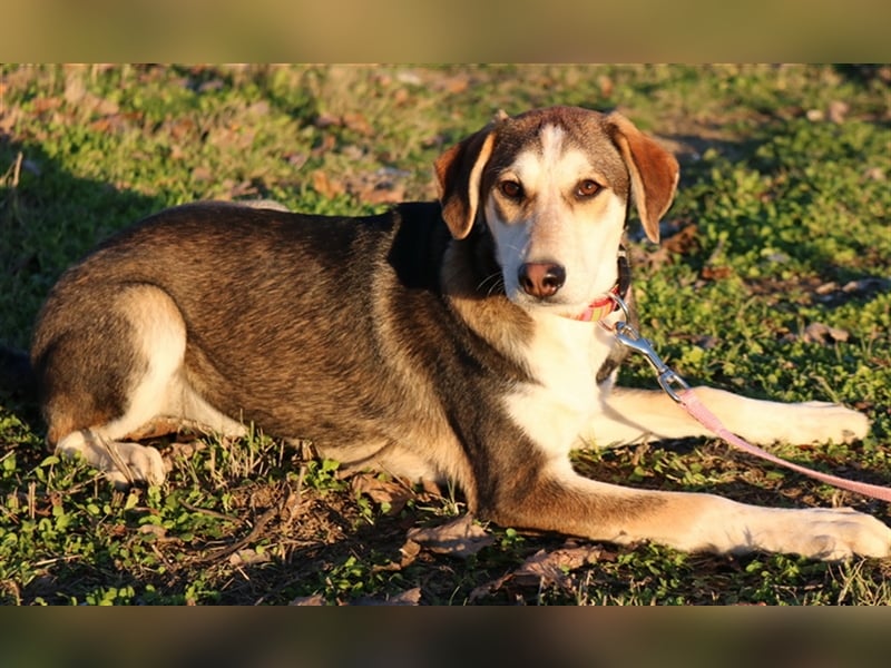 Portia, geb. ca. 06/2017, lebt auf einer Pflegestelle in 21220 Seevetal