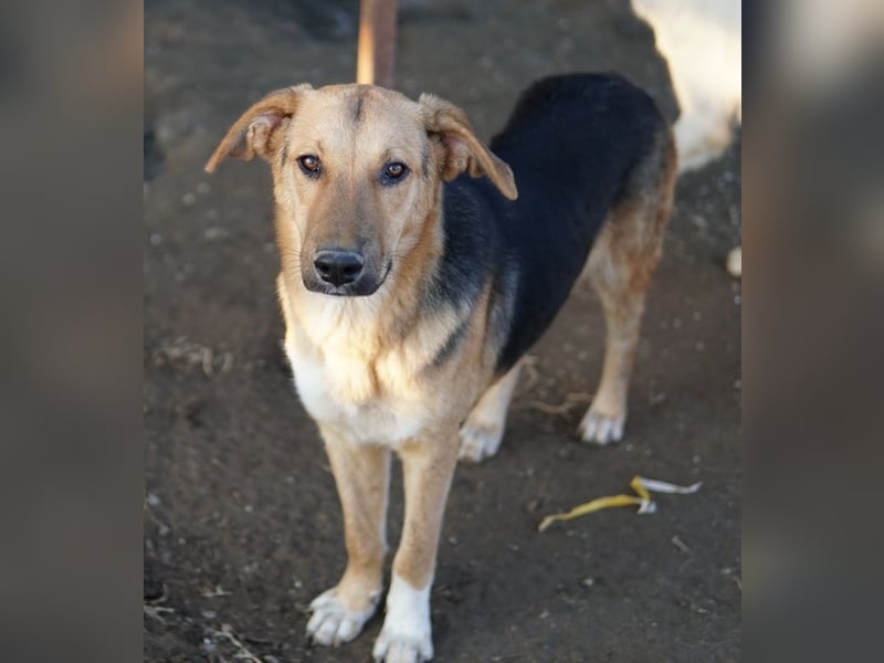 Ernesto, geb. ca. 01/2024, lebt in GRIECHENLAND, im städt. Tierheim Serres