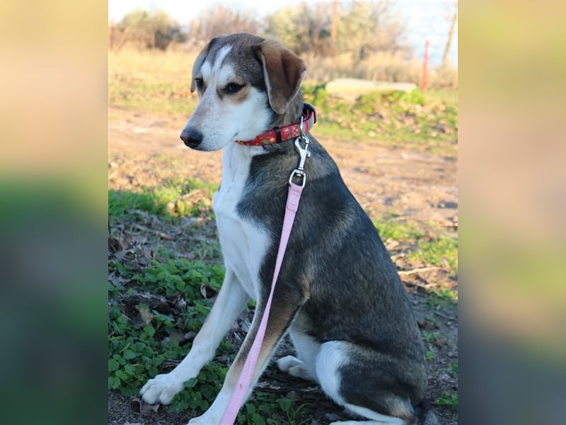 Portia, geb. ca. 06/2017, lebt auf einer Pflegestelle in 21220 Seevetal