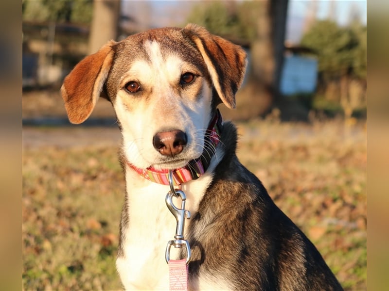 Portia, geb. ca. 06/2017, lebt auf einer Pflegestelle in 21220 Seevetal