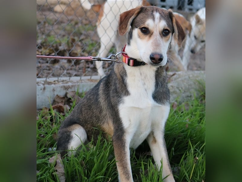 Portia, geb. ca. 06/2017, lebt auf einer Pflegestelle in 21220 Seevetal