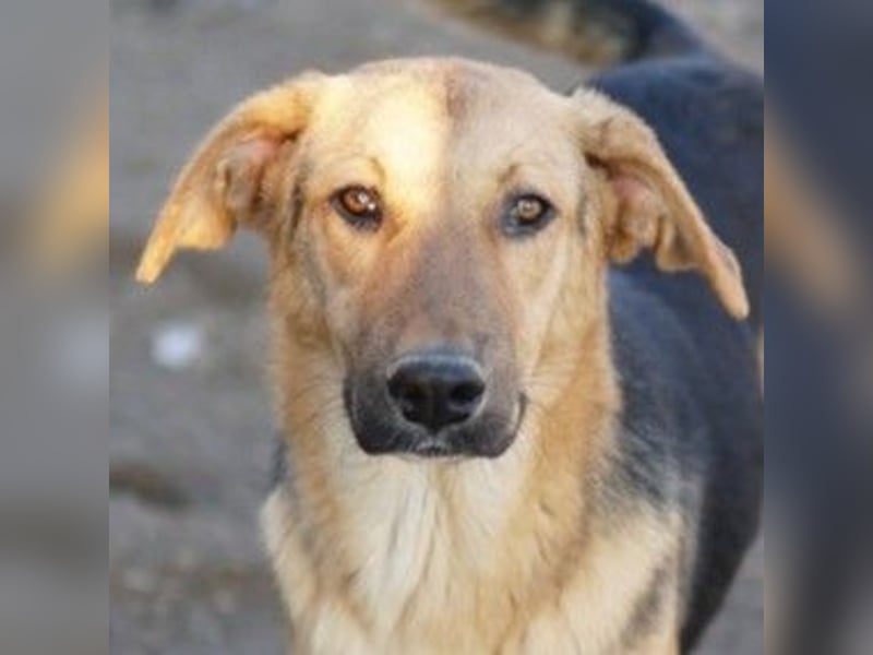 Ernesto, geb. ca. 01/2024, lebt in GRIECHENLAND, im städt. Tierheim Serres