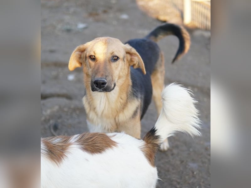 Ernesto, geb. ca. 01/2024, lebt in GRIECHENLAND, im städt. Tierheim Serres