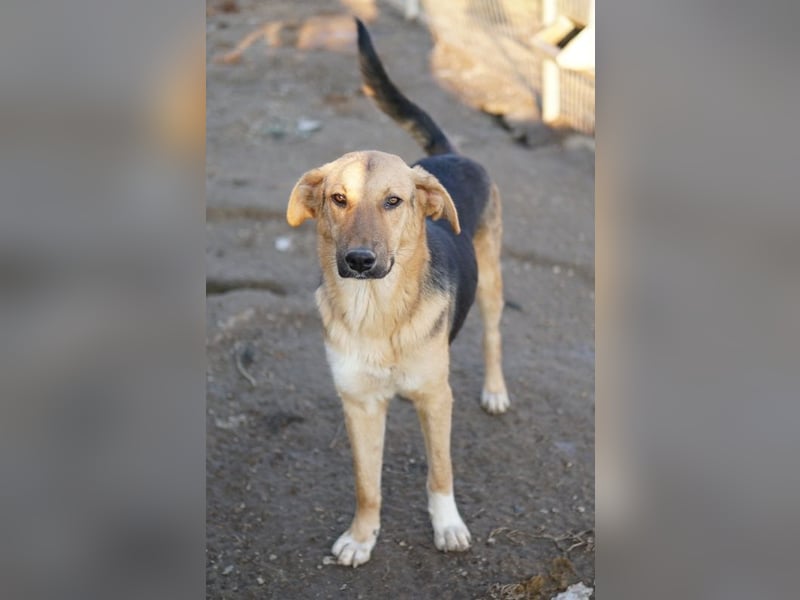 Ernesto, geb. ca. 01/2024, lebt in GRIECHENLAND, im städt. Tierheim Serres