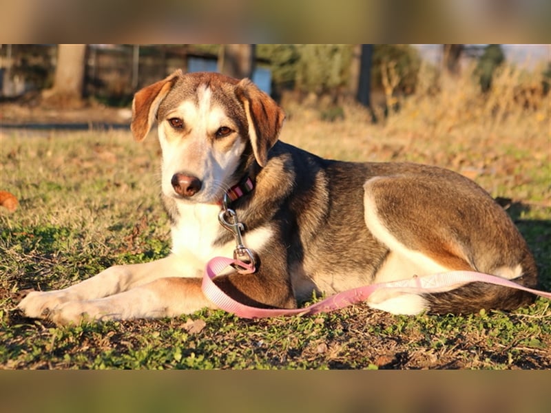 Portia, geb. ca. 06/2017, lebt auf einer Pflegestelle in 21220 Seevetal