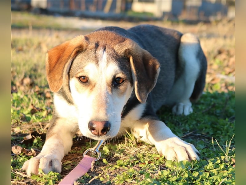 Portia, geb. ca. 06/2017, lebt auf einer Pflegestelle in 21220 Seevetal