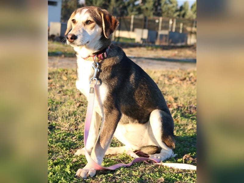 Portia, geb. ca. 06/2017, lebt auf einer Pflegestelle in 21220 Seevetal