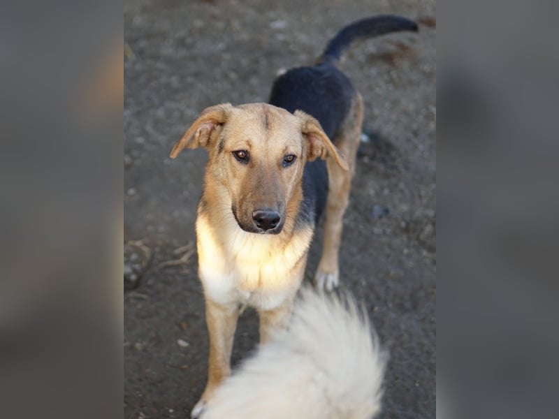 Ernesto, geb. ca. 01/2024, lebt in GRIECHENLAND, im städt. Tierheim Serres