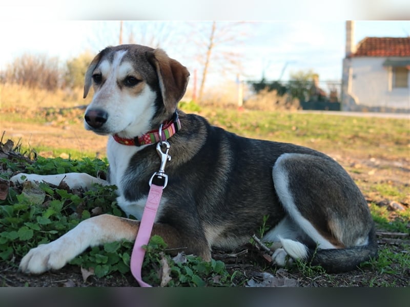 Portia, geb. ca. 06/2017, lebt auf einer Pflegestelle in 21220 Seevetal