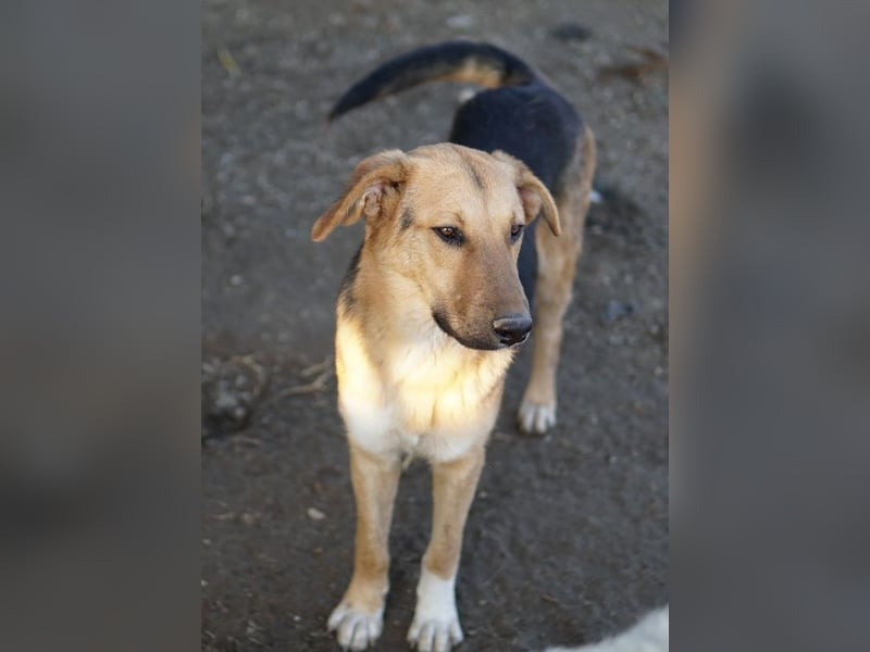 Ernesto, geb. ca. 01/2024, lebt in GRIECHENLAND, im städt. Tierheim Serres