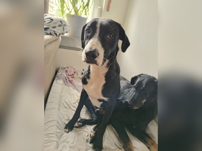 MONTY – RESERVIERT