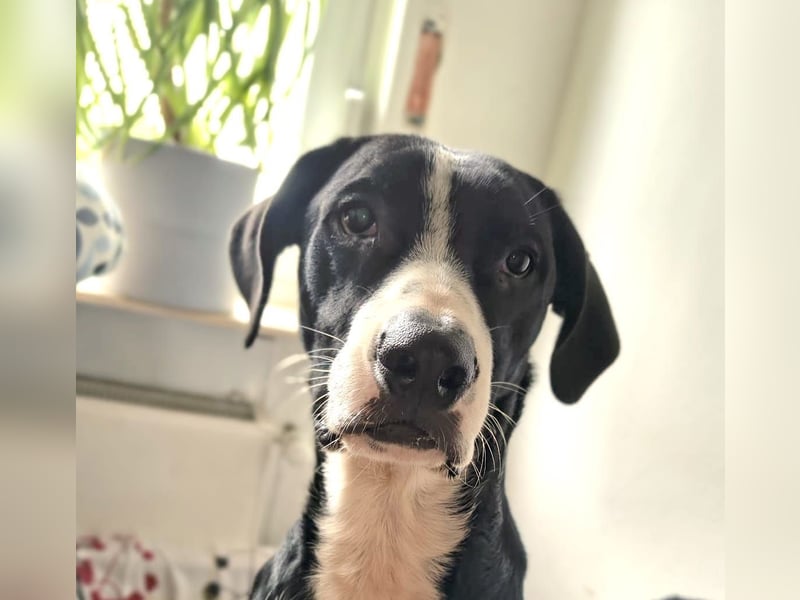 MONTY – RESERVIERT