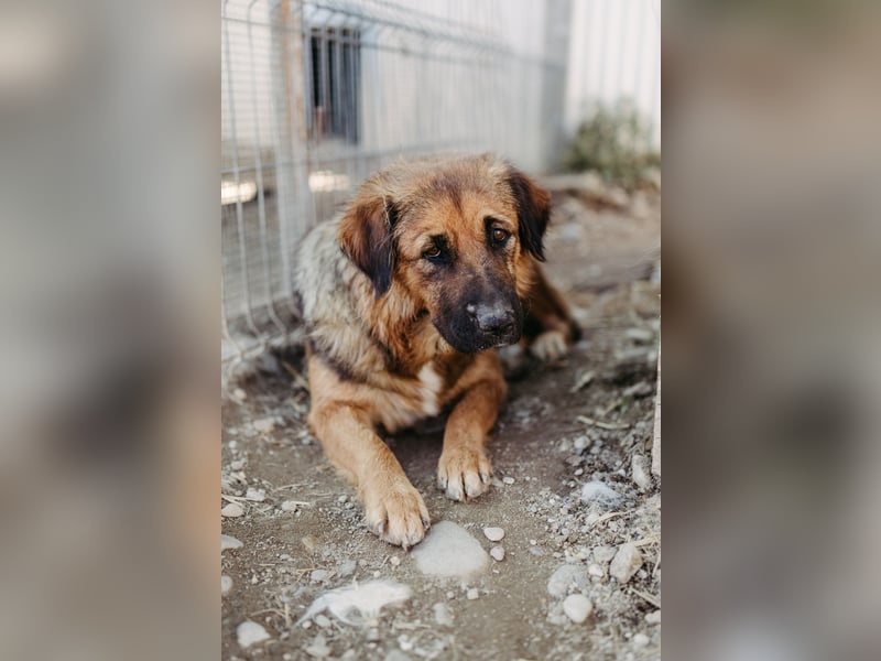 BEA - liebevolle Hündin sucht Kuschelpartner