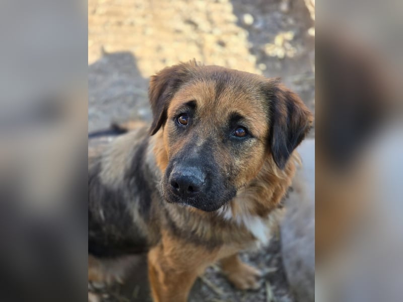 BEA - liebevolle Hündin sucht Kuschelpartner