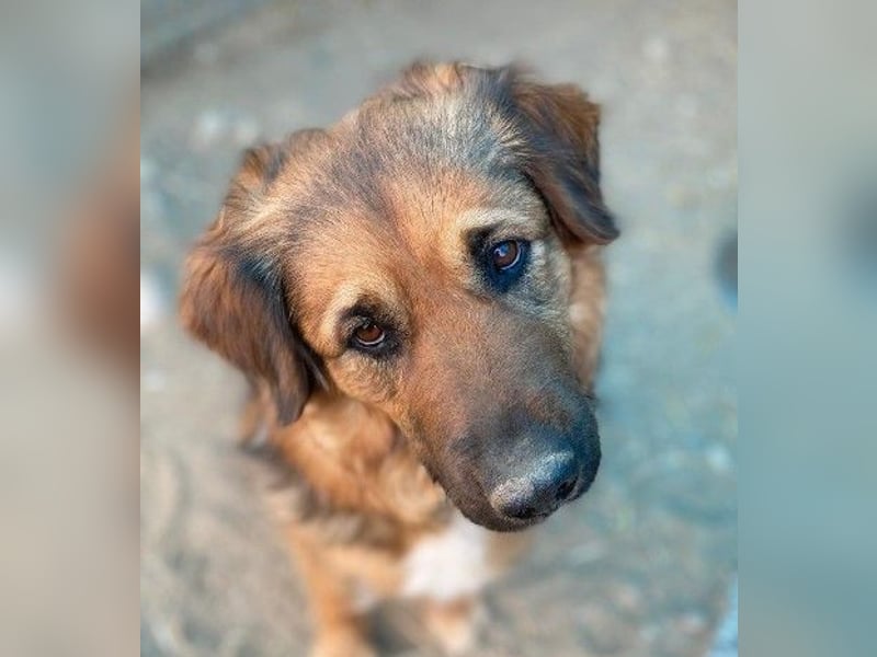 BEA - liebevolle Hündin sucht Kuschelpartner