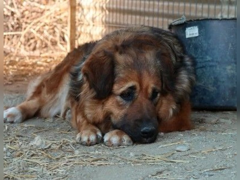 BEA - liebevolle Hündin sucht Kuschelpartner
