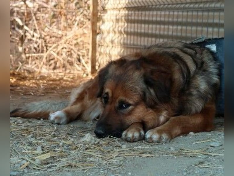 BEA - liebevolle Hündin sucht Kuschelpartner