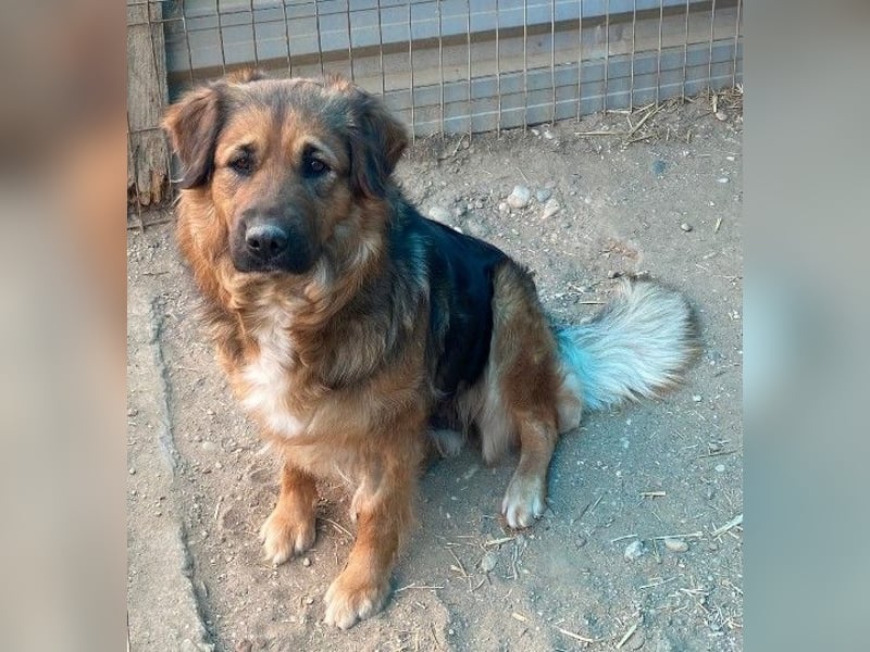 BEA - liebevolle Hündin sucht Kuschelpartner