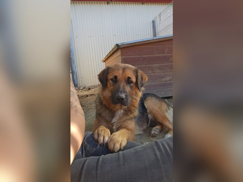BEA - liebevolle Hündin sucht Kuschelpartner