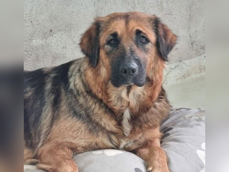 BEA - liebevolle Hündin sucht Kuschelpartner