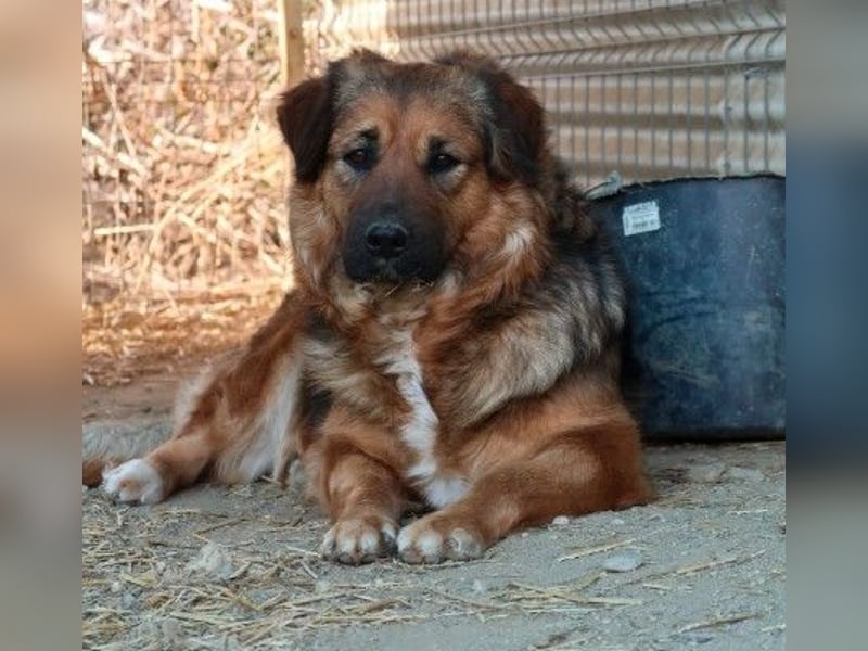 BEA - liebevolle Hündin sucht Kuschelpartner
