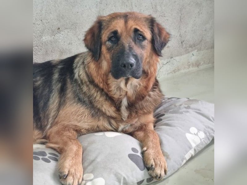 BEA - liebevolle Hündin sucht Kuschelpartner