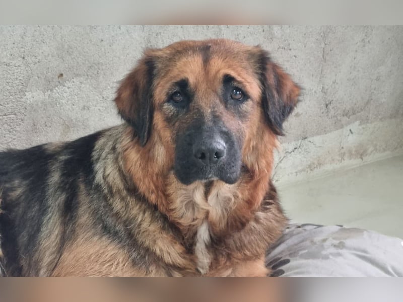 BEA - liebevolle Hündin sucht Kuschelpartner