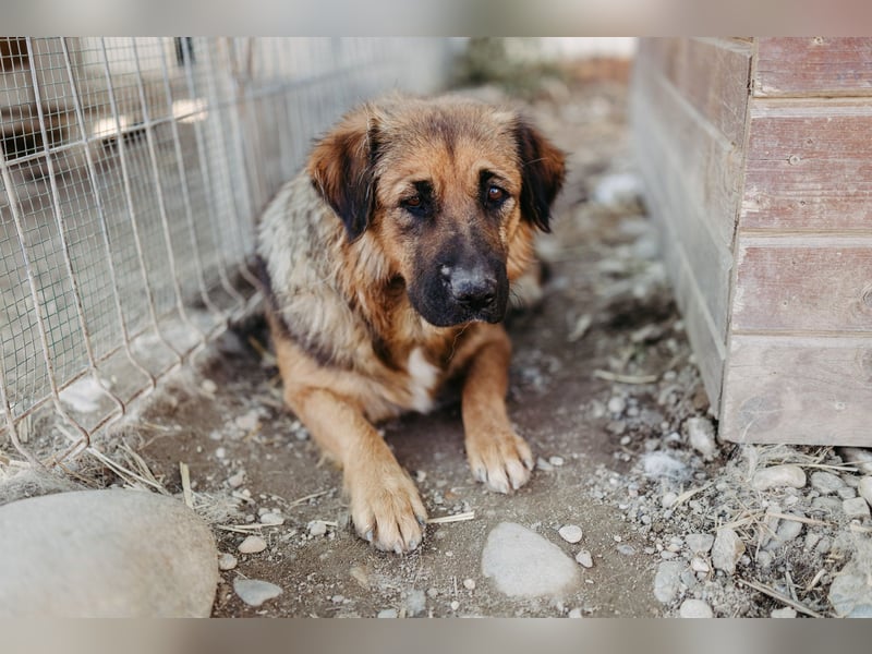 BEA - liebevolle Hündin sucht Kuschelpartner