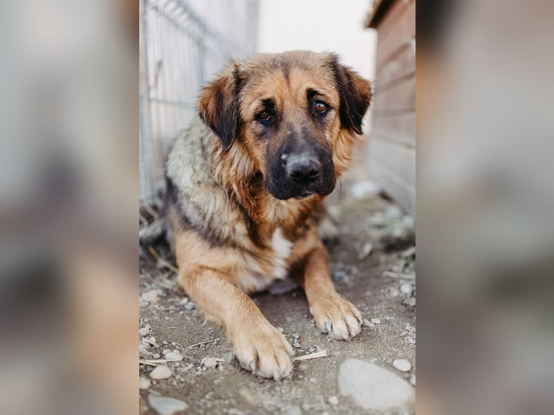 BEA - liebevolle Hündin sucht Kuschelpartner