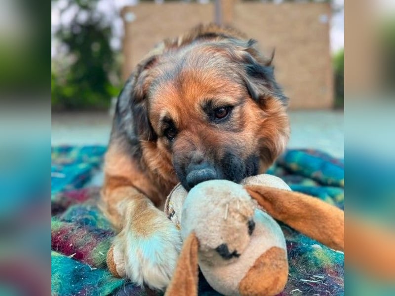 BEA - liebevolle Hündin sucht Kuschelpartner