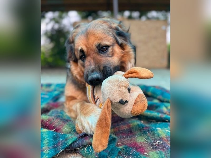 BEA - liebevolle Hündin sucht Kuschelpartner