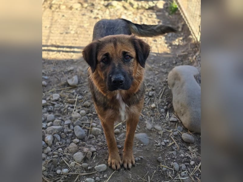 BEA - liebevolle Hündin sucht Kuschelpartner