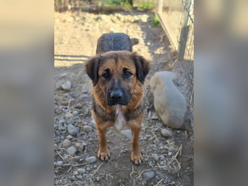 BEA - liebevolle Hündin sucht Kuschelpartner