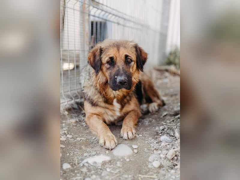 BEA - liebevolle Hündin sucht Kuschelpartner