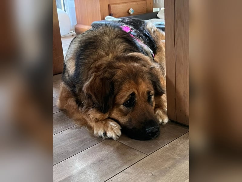 BEA - liebevolle Hündin sucht Kuschelpartner
