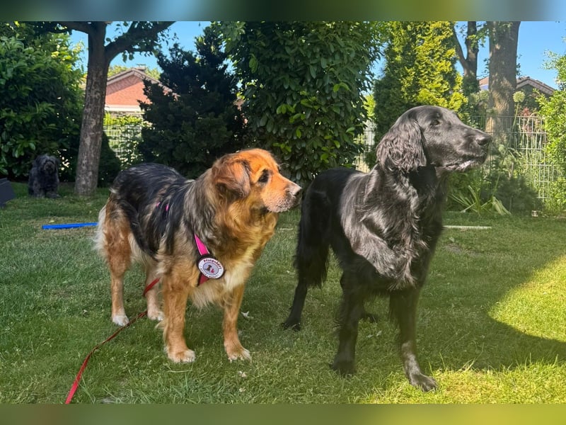 BEA - liebevolle Hündin sucht Kuschelpartner