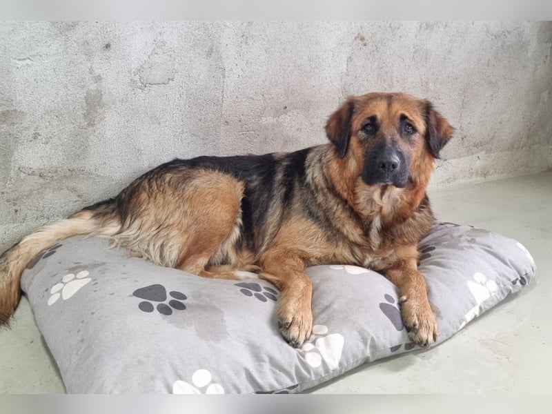 BEA - liebevolle Hündin sucht Kuschelpartner