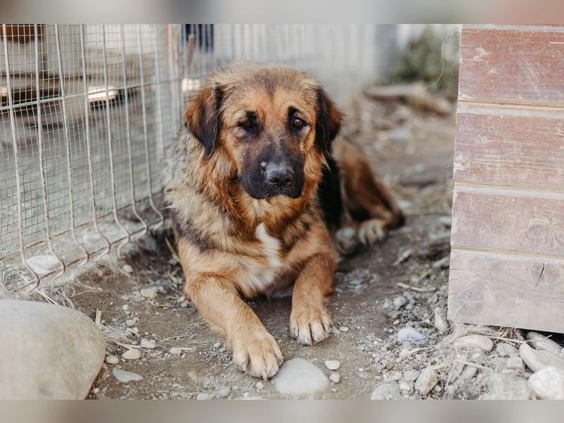 BEA - liebevolle Hündin sucht Kuschelpartner