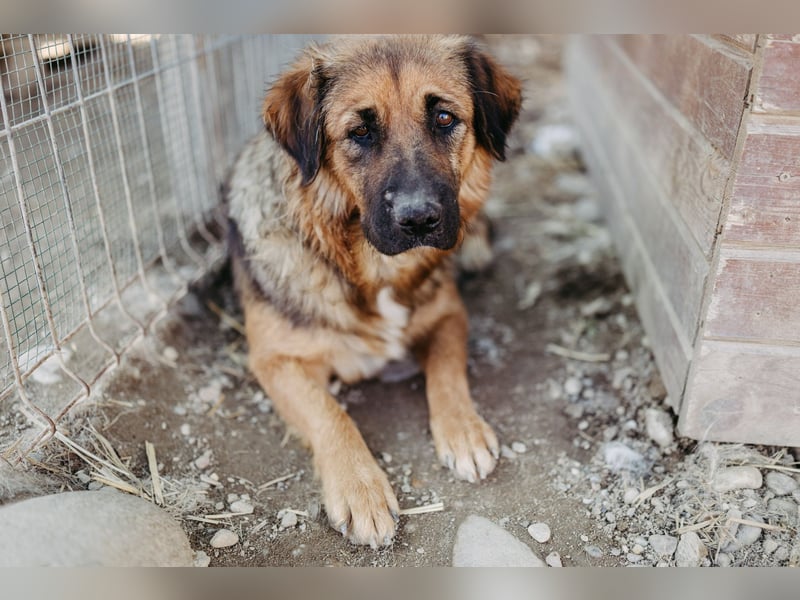 BEA - liebevolle Hündin sucht Kuschelpartner