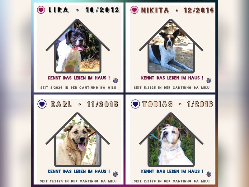 Seniorin Nikita ❤️ hatte ein gutes Zuhause bis ihre Besitzerin verstarb