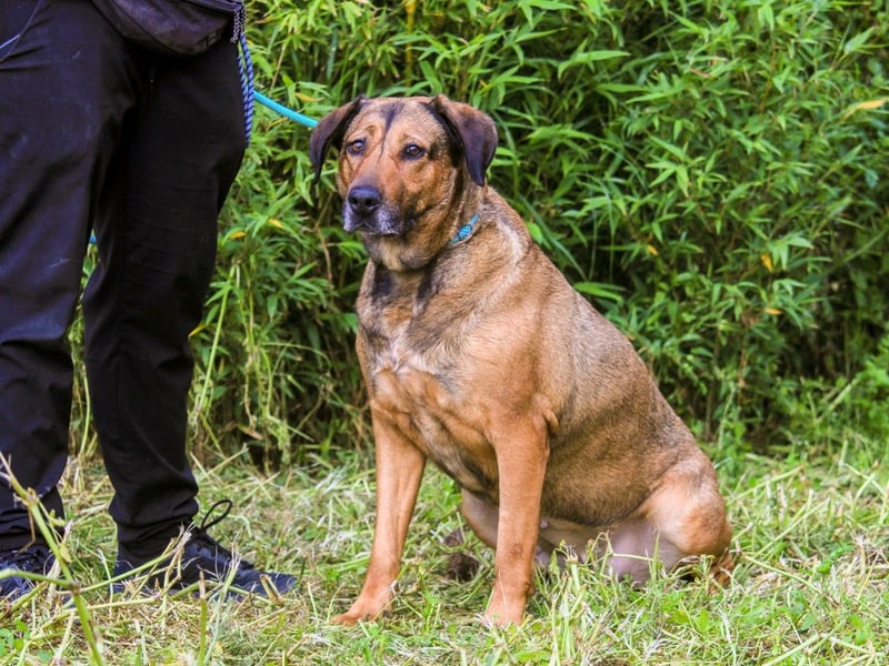 | Maria • Nelly • Gaia | ♦️ 3 von ~ 650 Hunden in der Cantinho da Milu ♦️