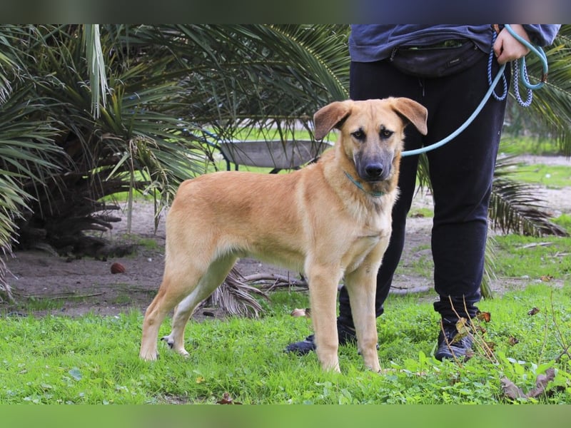 BEAU - ein gut sozialisierter freundlicher Junghund