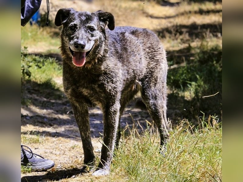 muss schon lange warten ❗️MAEVE - Tierheim Cantinho da Milu