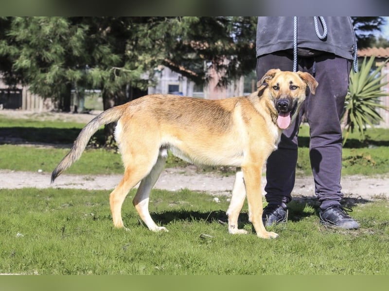 Junghund Bruno - hat viel Liebe zu geben ❗️